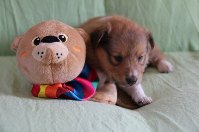 CHIOT 1